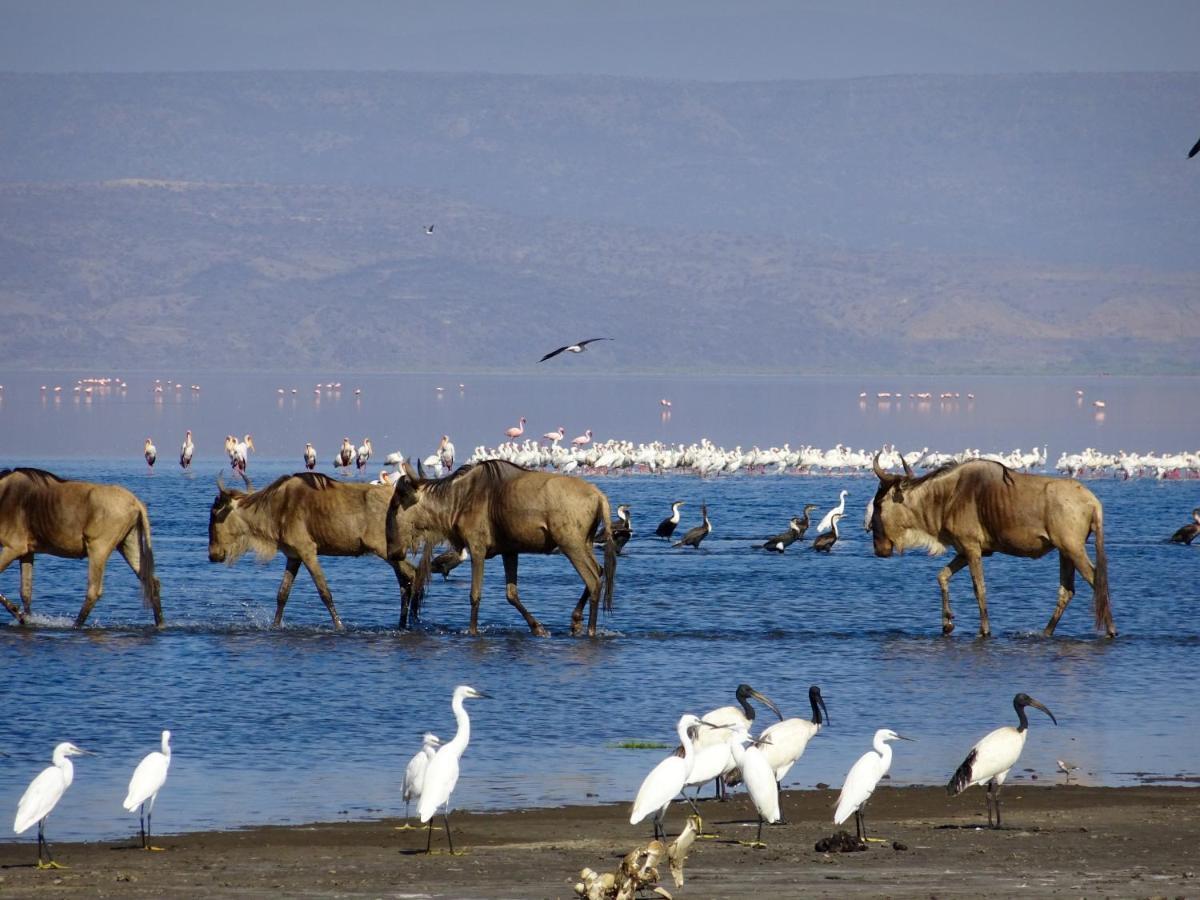 Africa Safari Natron