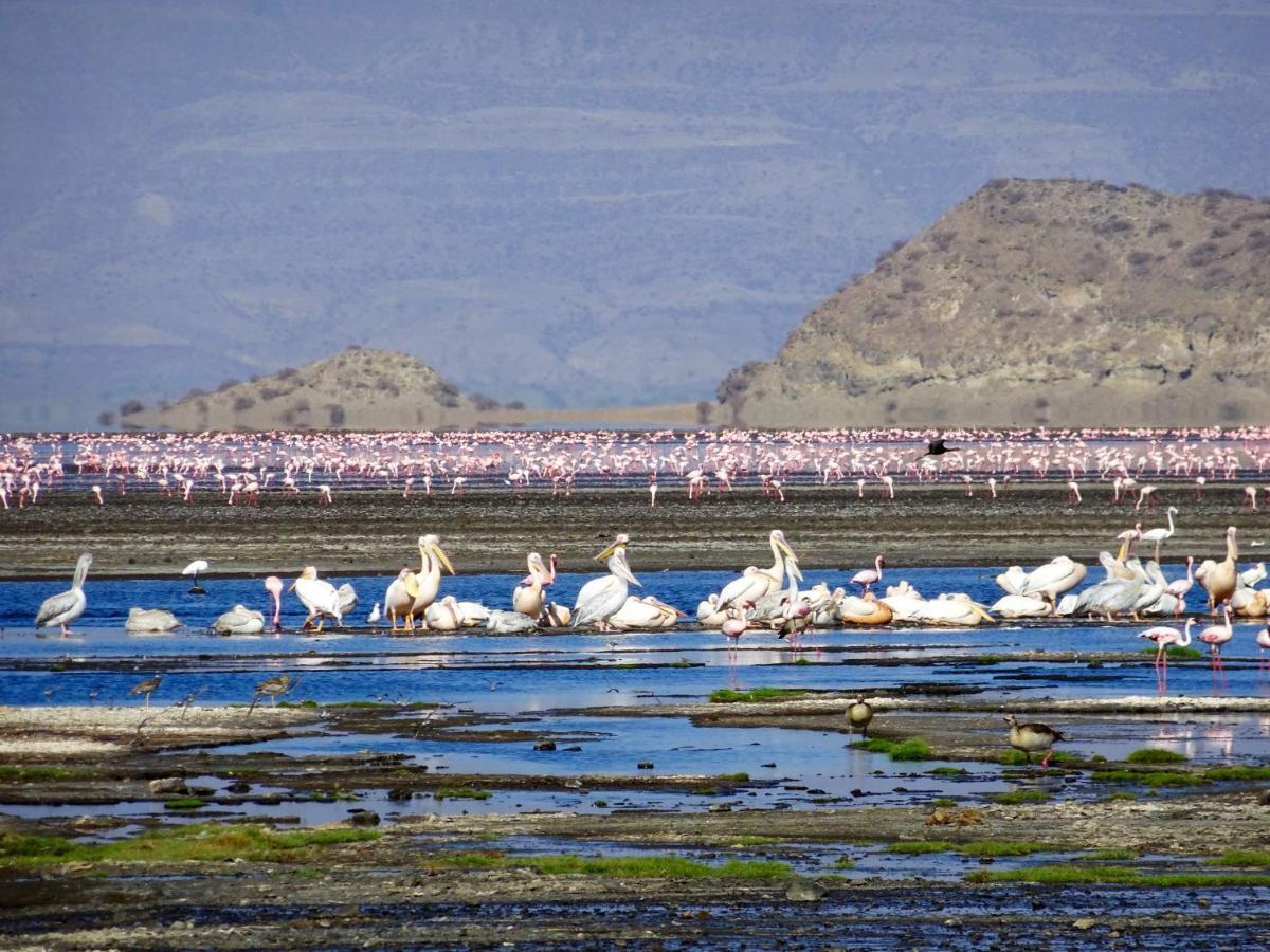 Africa Safari Natron 4*